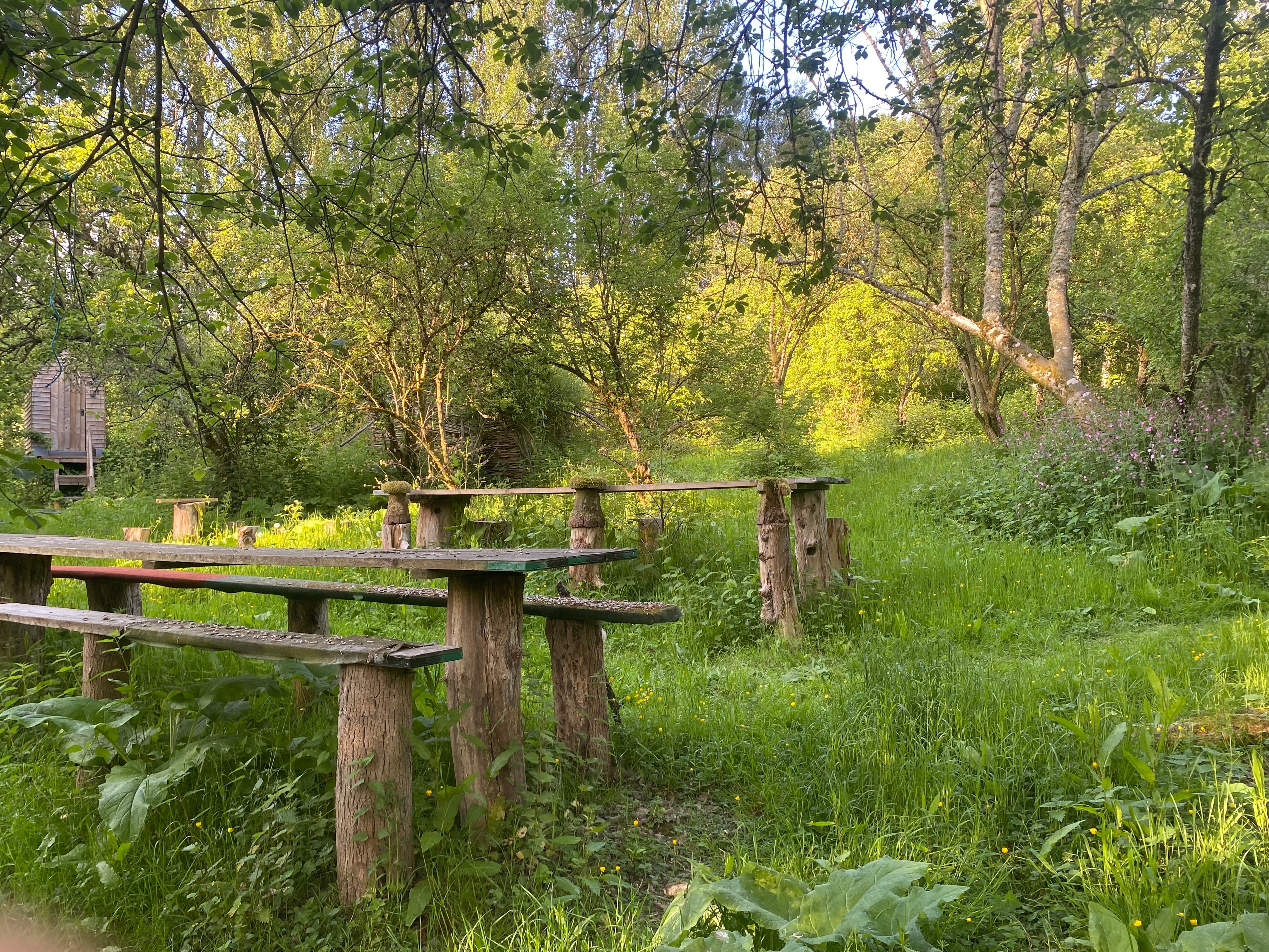 Rustic picnic tables in golden light