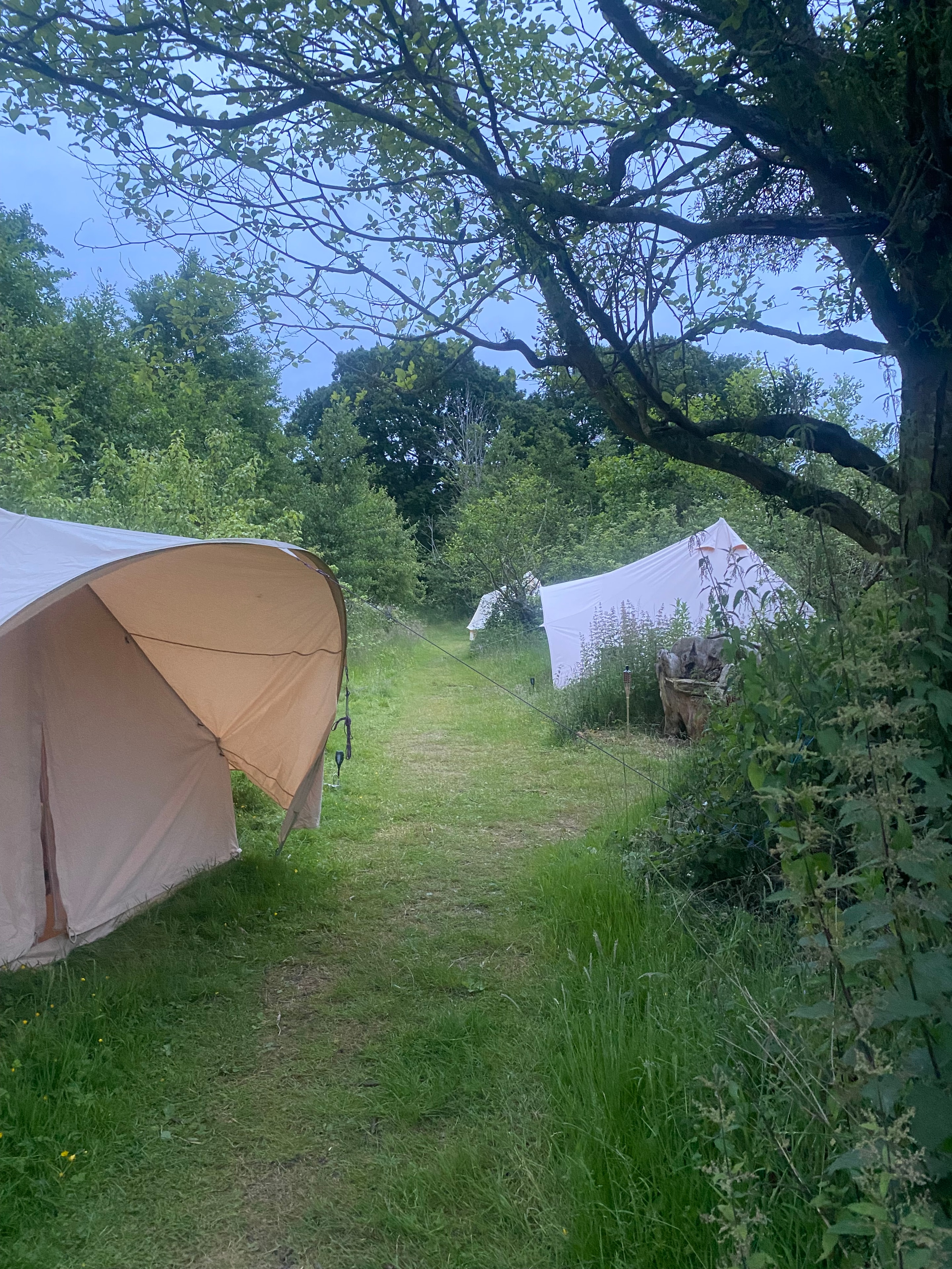 Tent and tarp in the orchard meadow