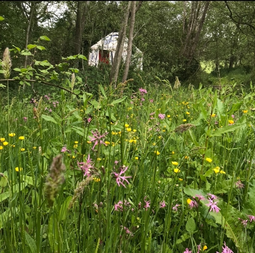 Wildflower meadow with yurt in the background